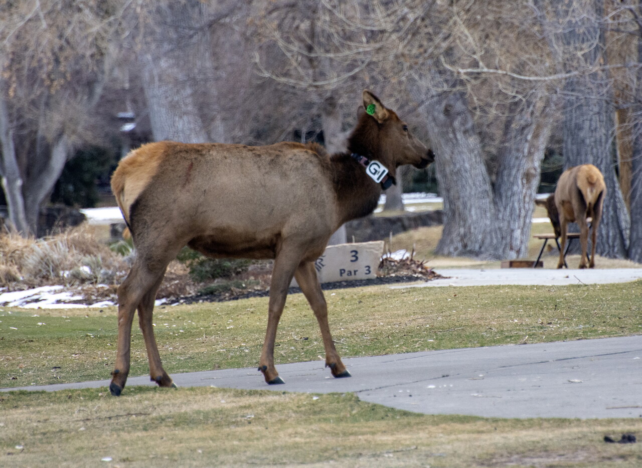 elk on golf course