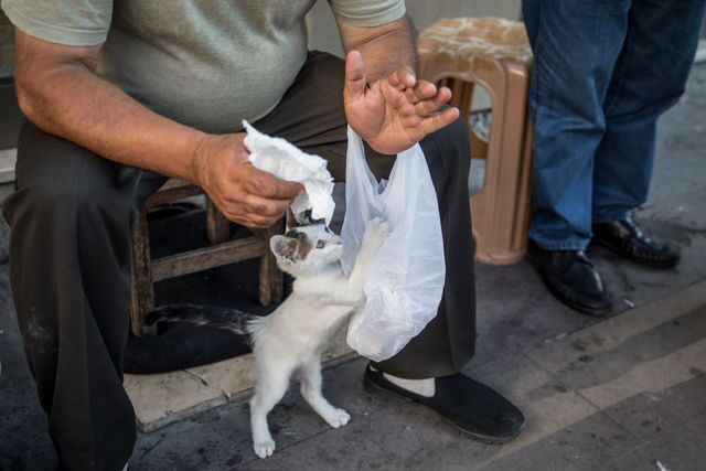 Photos: This place is known as 'The City of Cats'