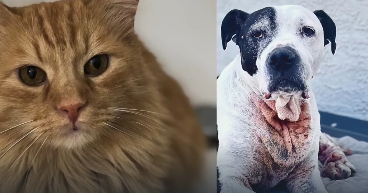 Charges filed after pet remains found dumped on side of Utah road - Vimarsana News