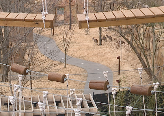 Cincinnati Zoo Kanga Klimb