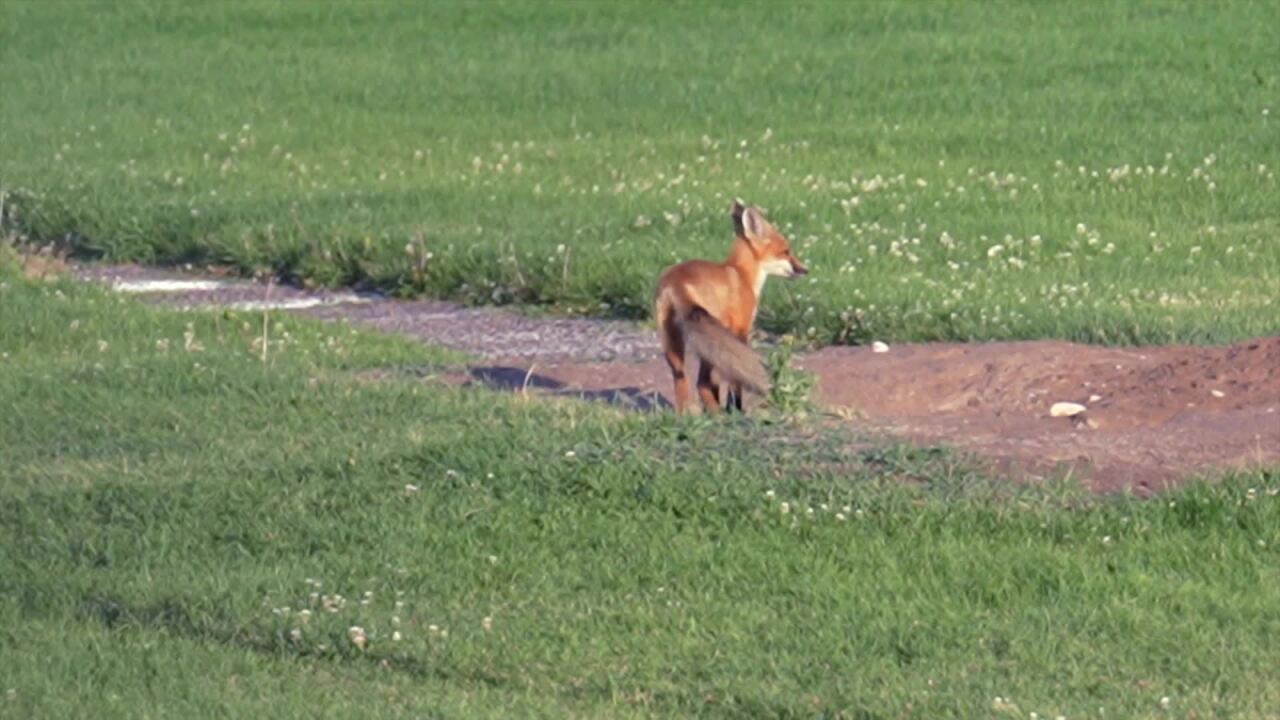 Fox