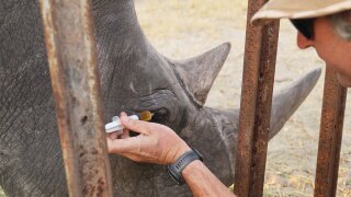In this August 2025 photo provided by the Palm Beach Zoo & Conservation Society, Daniel Terblanche applies medicine to an an endangered white rhino's infected eye at the Imvelo Safari Lodges in Bulawayo, Zimbabwe. 