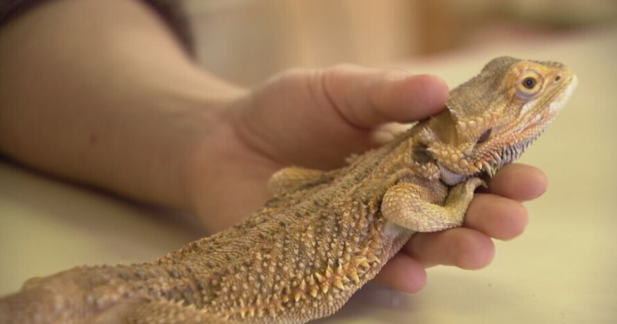Out and About Out & About: Big Sky Reptile Expo returns to Billings Cody Boyer