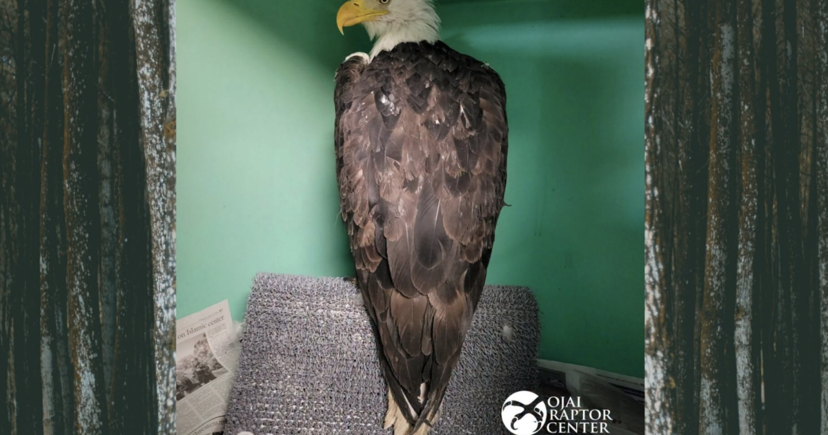 Big Bear's famous eagle Jackie may still be in critical condition after fight with other eagles