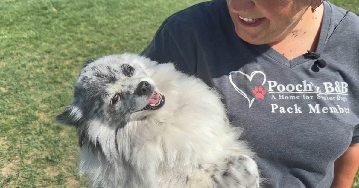 'Seniors rock': Billings family opens home to multiple senior dogs - Vimarsana News