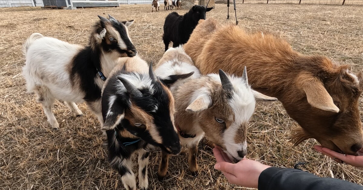 'A style of eco-mowing': Groovy Grazers goats in Laurel hungry for business - Vimarsana News