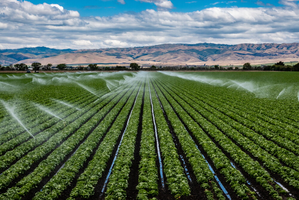 Farm in Salinas Valley of California