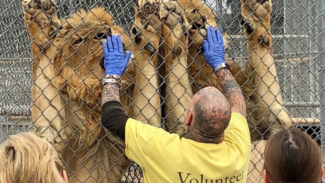 Lion Habit Ranch celebrates Ozzie the giraffe's fourth birthday