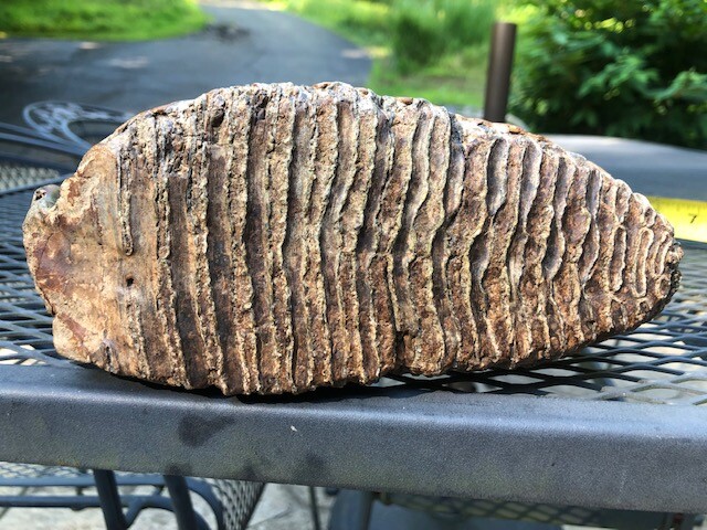 Mammoth tooth