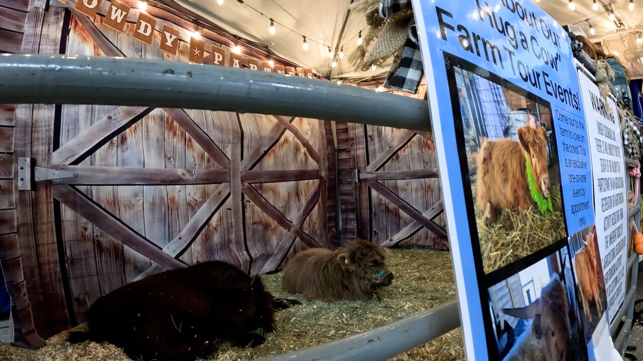 baby highland cattle.jpg