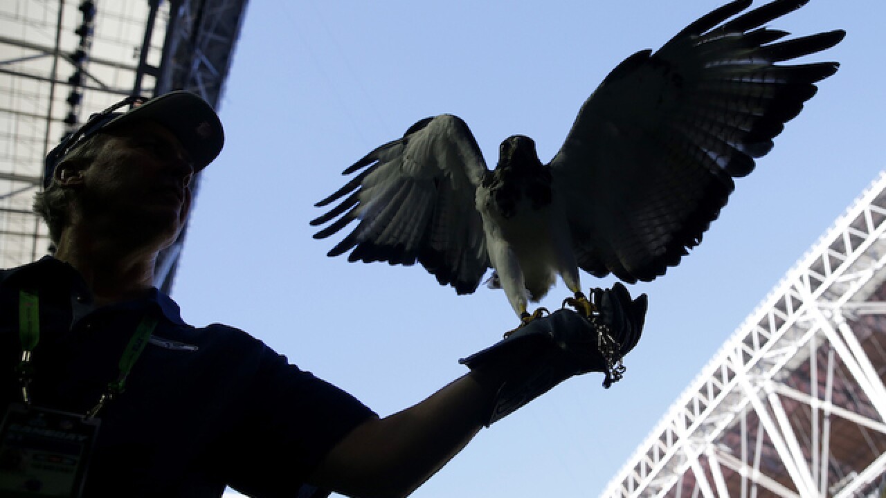 The best photos of Super Bowl XLIX