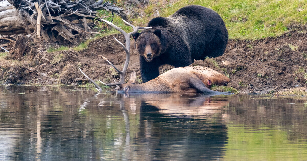 Caught on camera Grizzly bear in Yellowstone National Park makes feast
