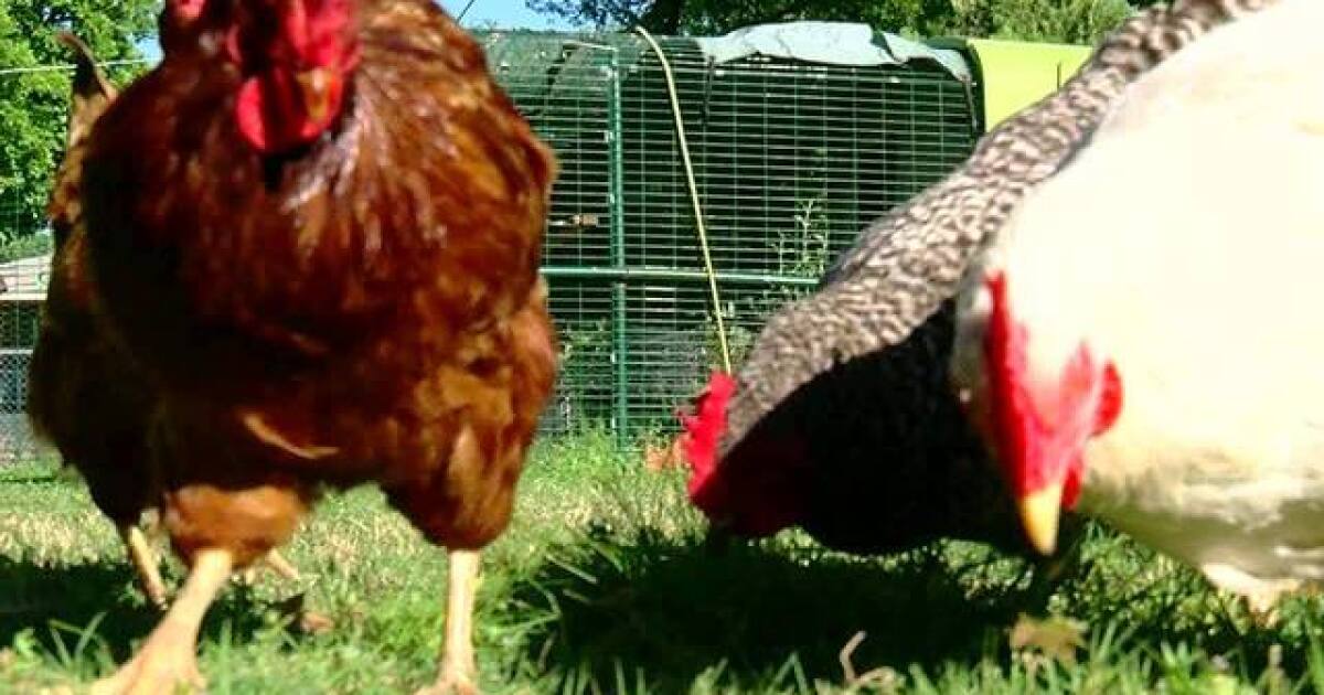 Chicken farming in Tulsa backyards on the rise