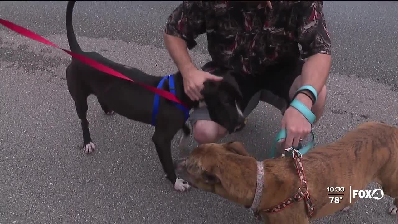 Puppy thought to be lost to house fire is found alive