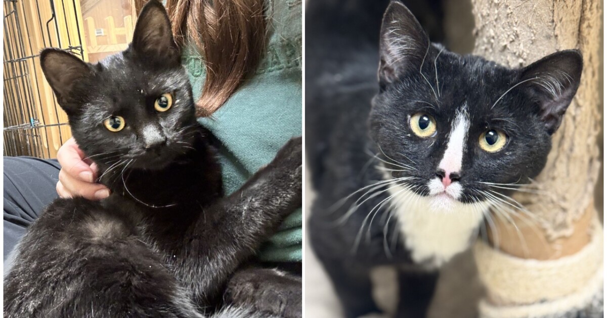 Pets Of The Week: Barbara and Margaret