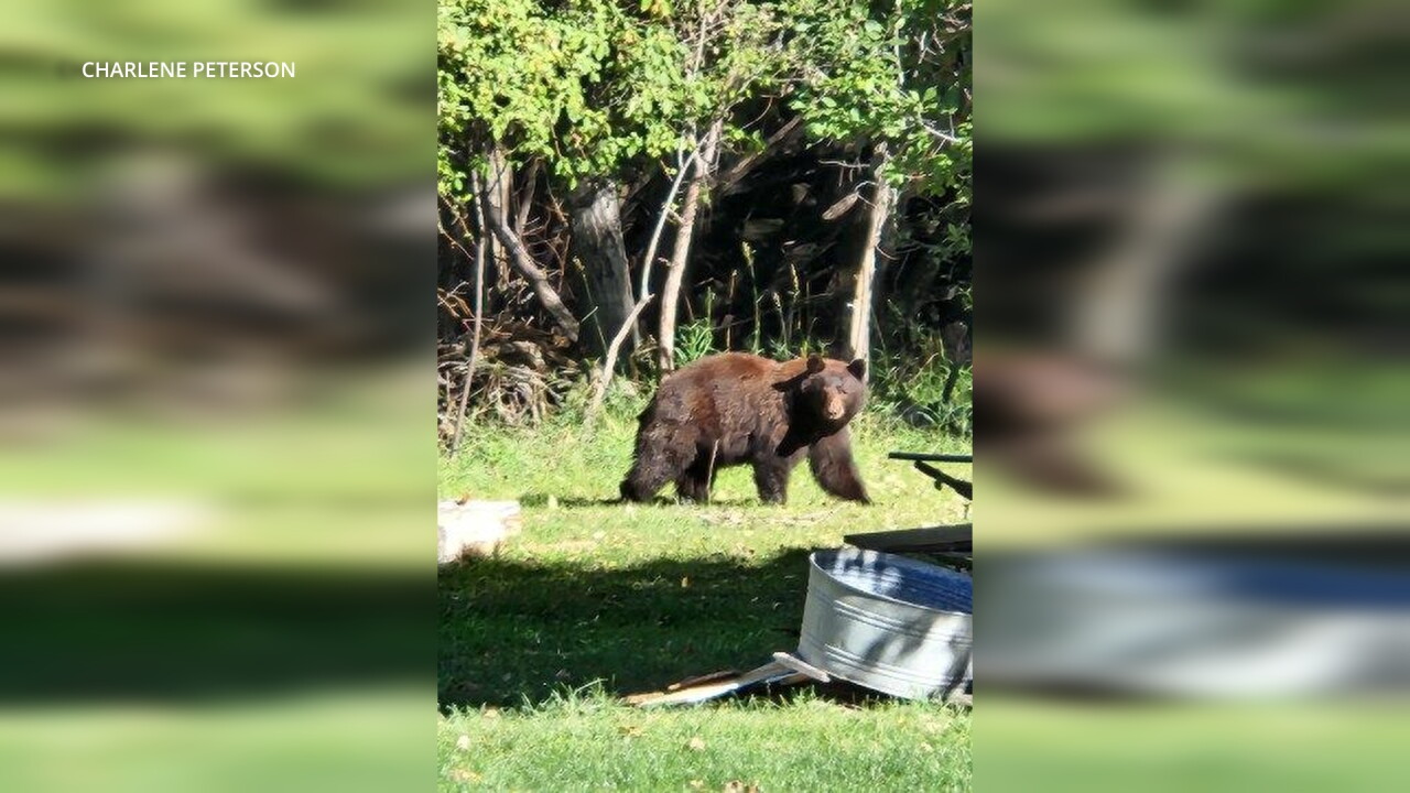 bears_2.20.1.jpg