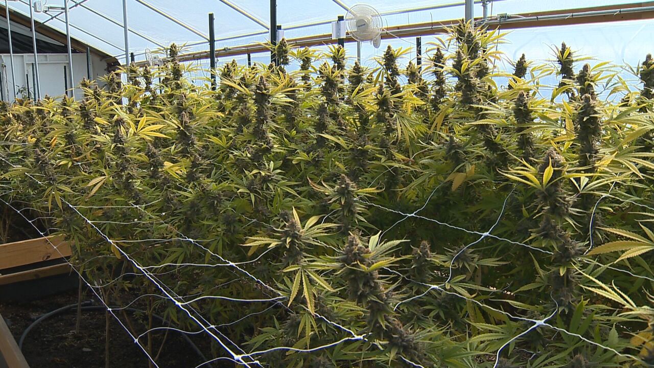 hemp plants Tennessee