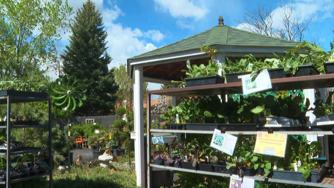 A photo of a shelf of plants that are known as Cold Crops. Lots of green with blue skies and a windmill in the background.