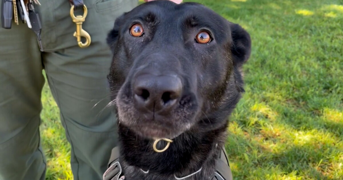 Sign up! SLO County Sheriff's Office fundraiser to benefit K9 unit - Vimarsana News