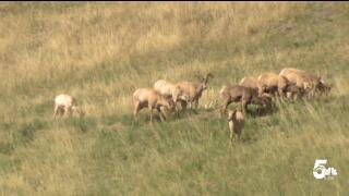 Bighorn Sheep