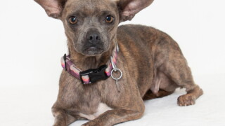 Pet of the Week: Willadeene