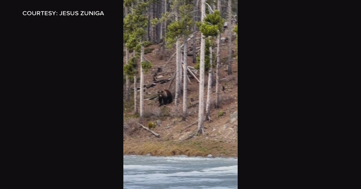 Greenough Lake area closed due to grizzly bear - Vimarsana News