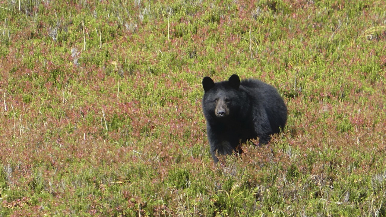 Black Bear alaska
