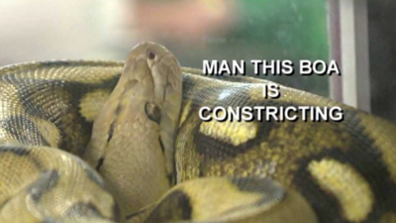 Reptiles invade Davis County