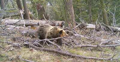 Grizzly bear in Bangtail Mountains