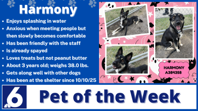 Pet of the Week: Harmony