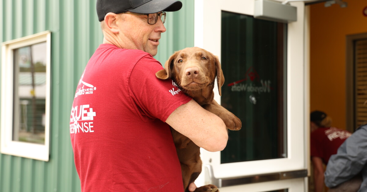 Midwestern animal shelters team up to rescue 34 dogs in northern Missouri - Vimarsana News