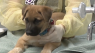 Foster families needed to help overcrowded animal shelters in Arizona