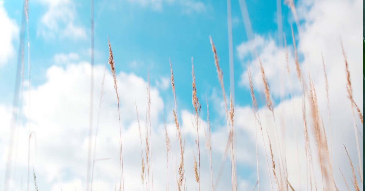 Weather FORECAST: Drying out nicely Trent Magill