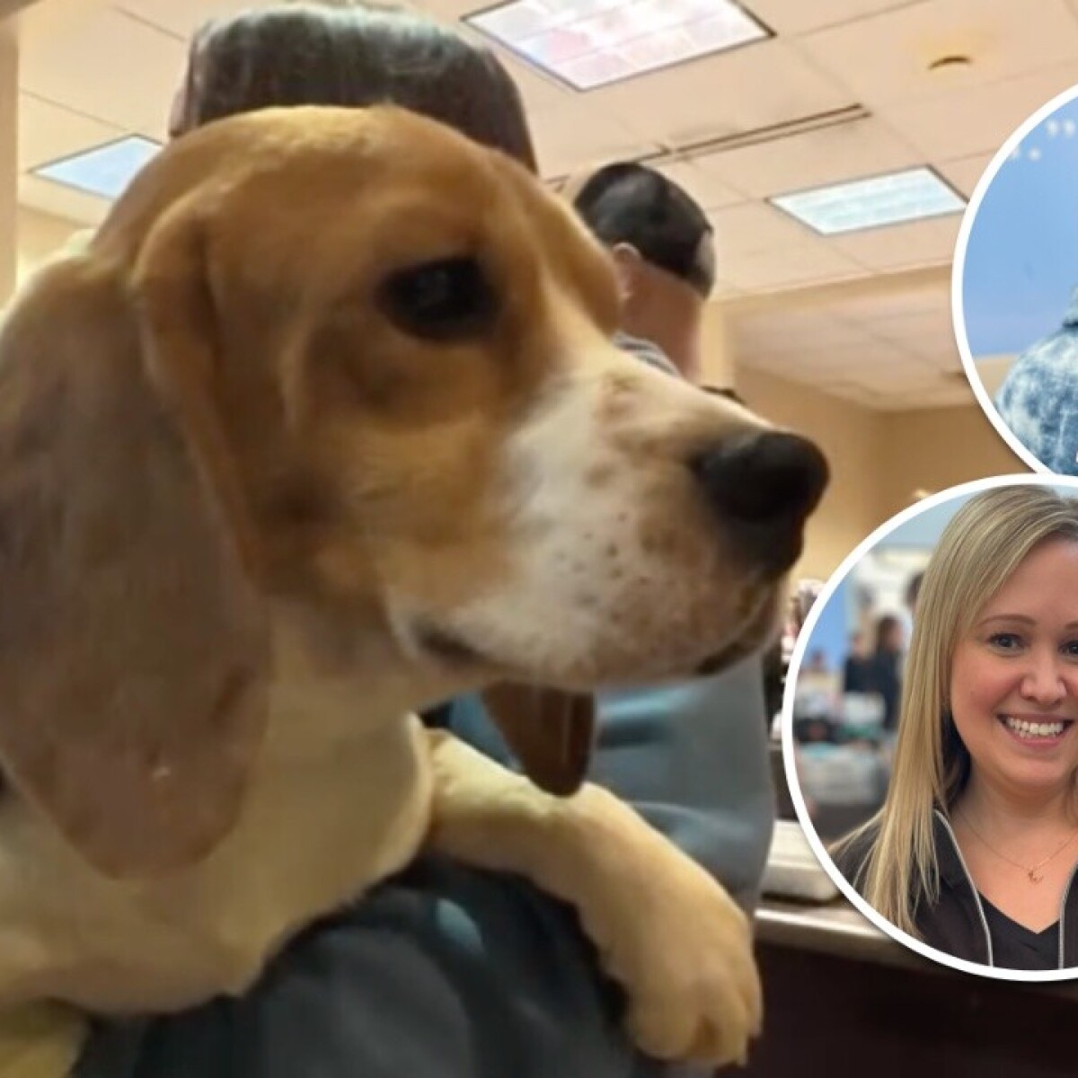 Beagles from Ridglan Farms research facility find new homes through Wisconsin Humane Society
