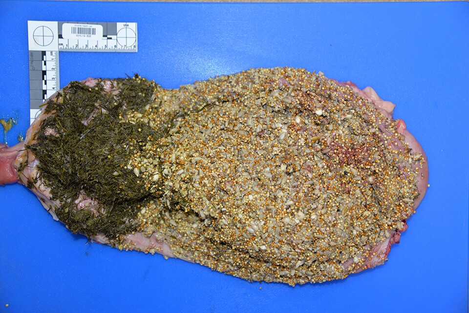 Aspen bear's stomach contained mostly bird food, indicating it'd lost a fear of humans