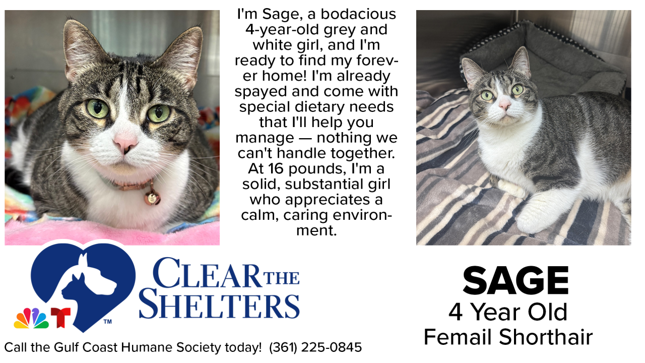 ClearTheShelters2 - 02.png