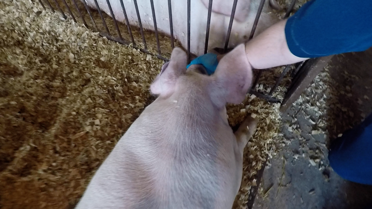Lorain County Fair