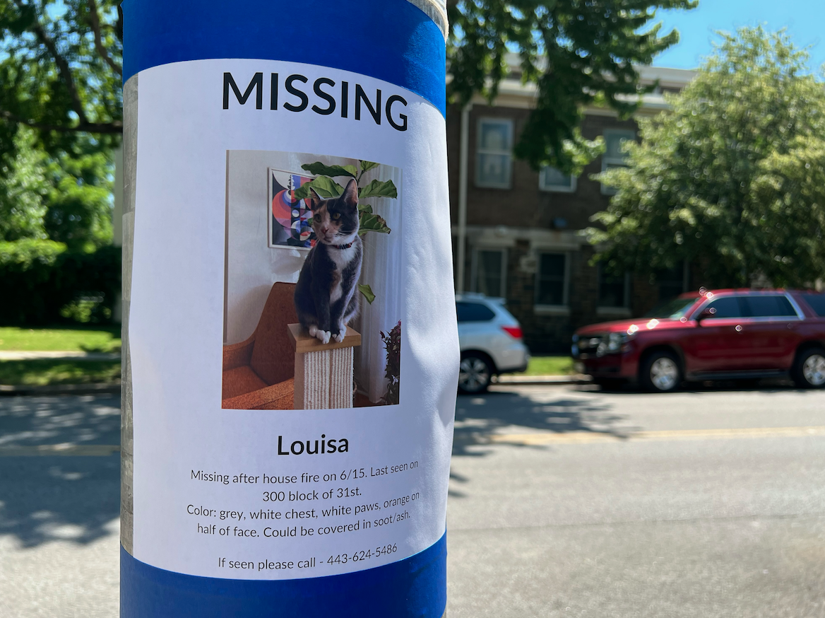 Louisa the missing cat