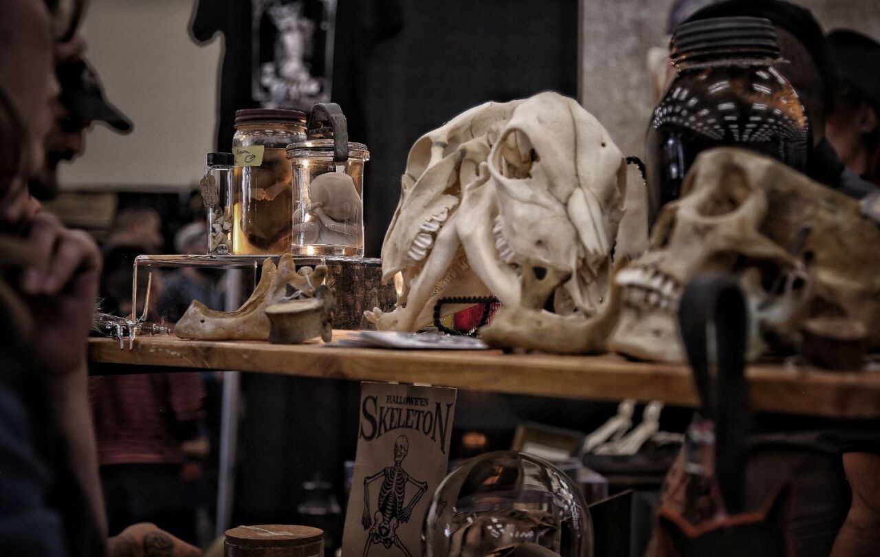 Oddities and Curiosities Expo Assorted skulls and wet specimens.jpg