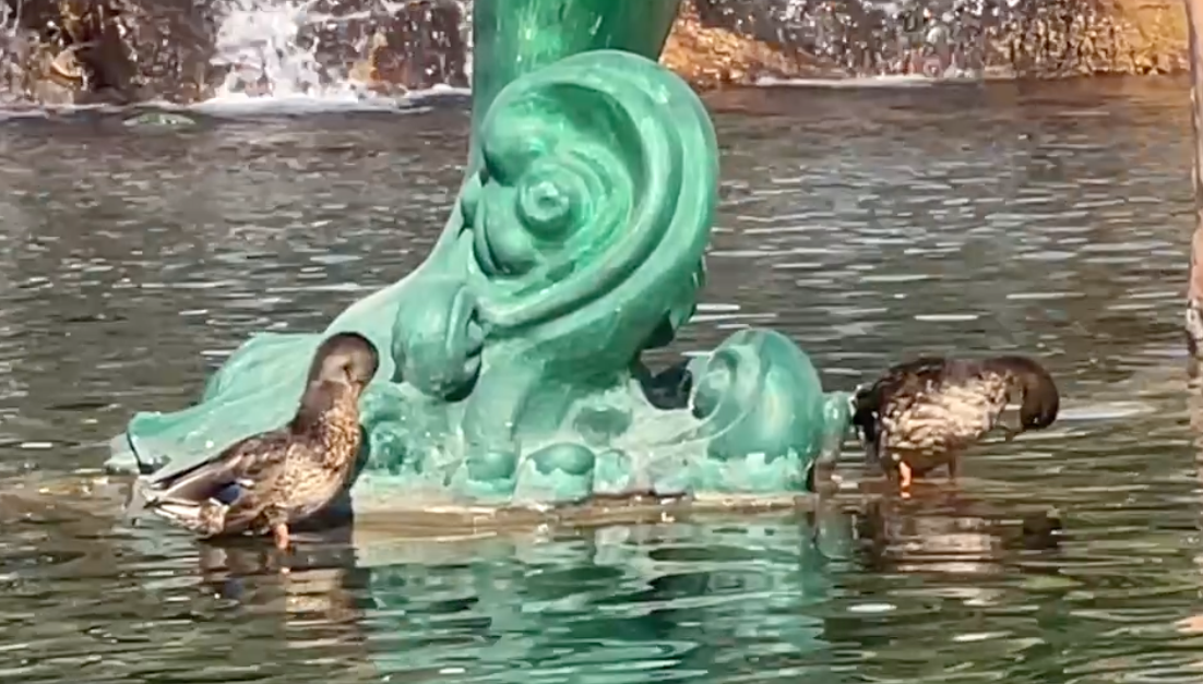 George the duck at the Mirage