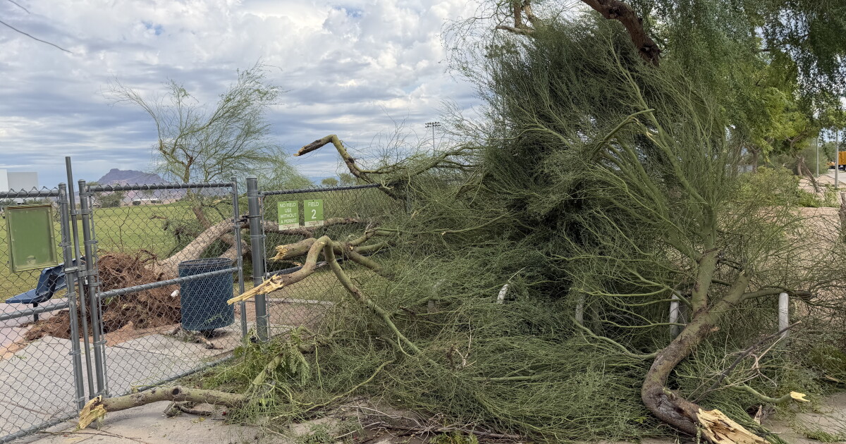 Mesa neighbors clean up after storm topples trees, crushes cars