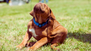 dog with fleas