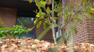 Cincinnati Parks giving away free trees to grow the city's tree canopy