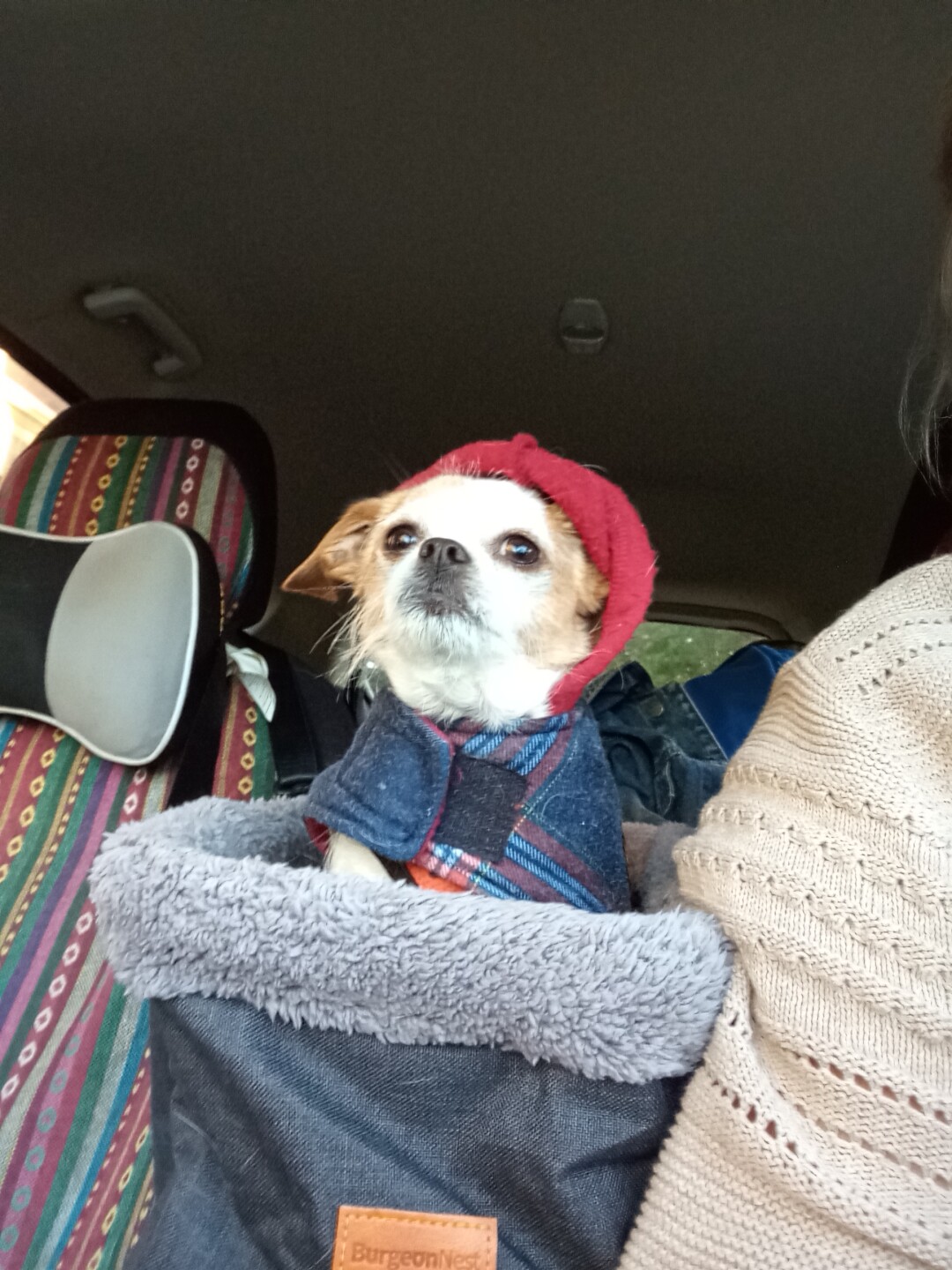 Dog walking Forecast