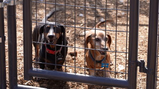 Kennel dogs