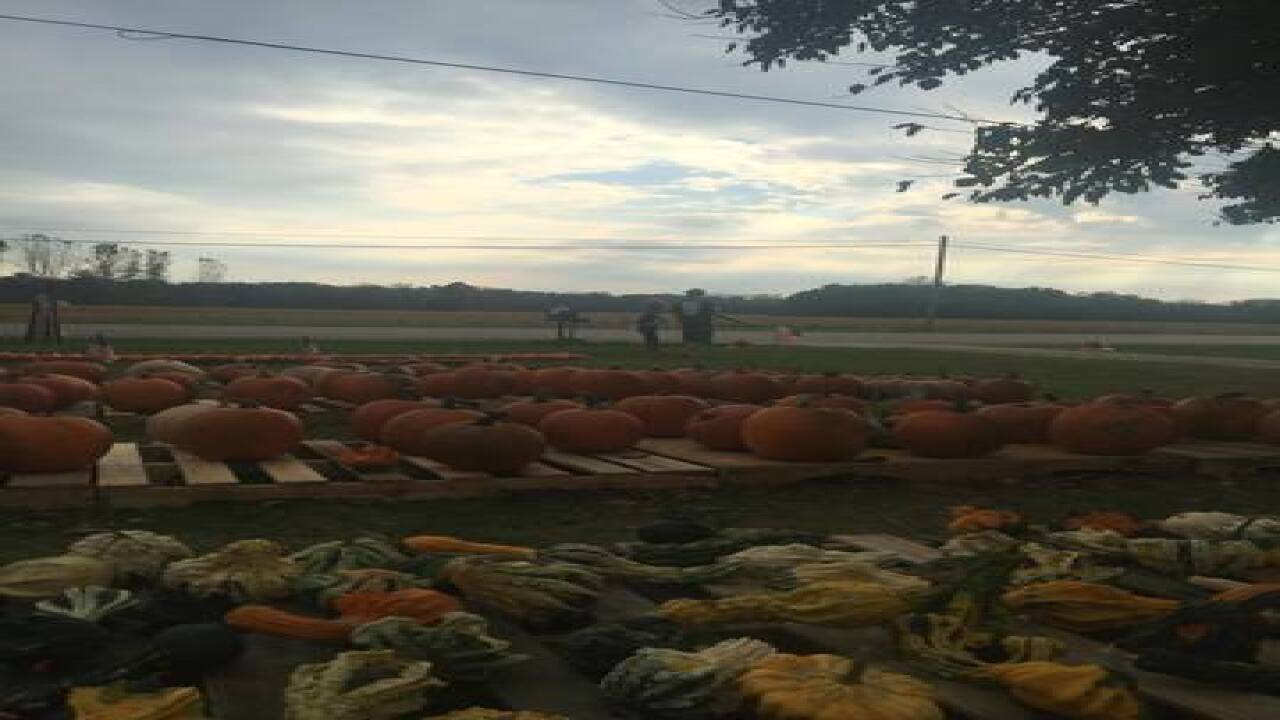 Photos: Pumpkins for freedom