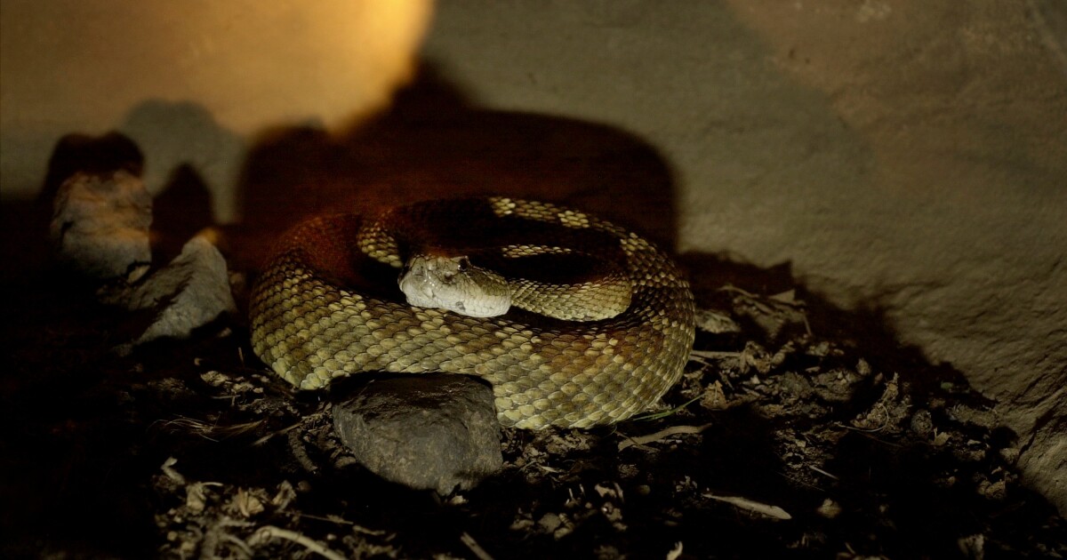 distinctive sound from some colorado snakes