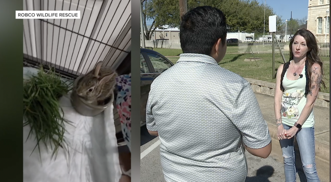 RobCo Wildlife Rescue gives injured backyard bunnies a second chance