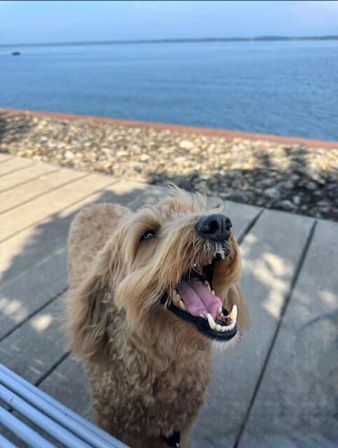 Dog waalking forecast