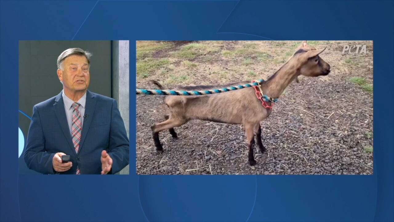 Nyssa dairy goat farm update